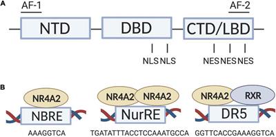 Nr4a2 Transcription Factor in Hippocampal Synaptic Plasticity, Memory and Cognitive Dysfunction: A Perspective Review